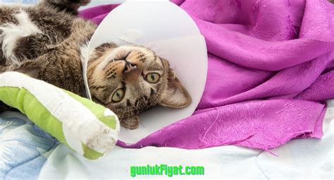 kedilerde kırık ameliyatı sonrası